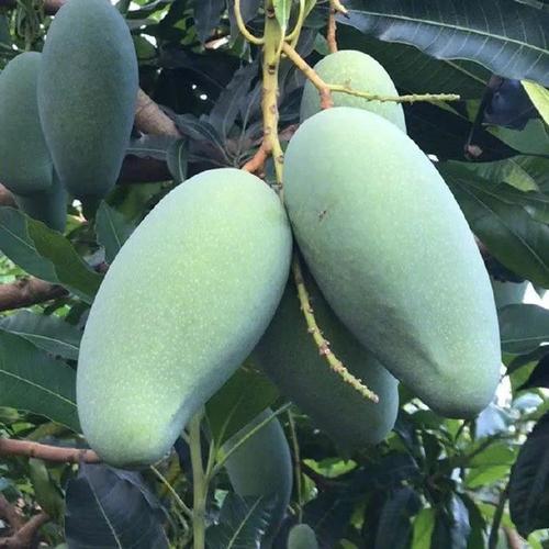 2. 芒果系统有哪些值得称赞的特点?