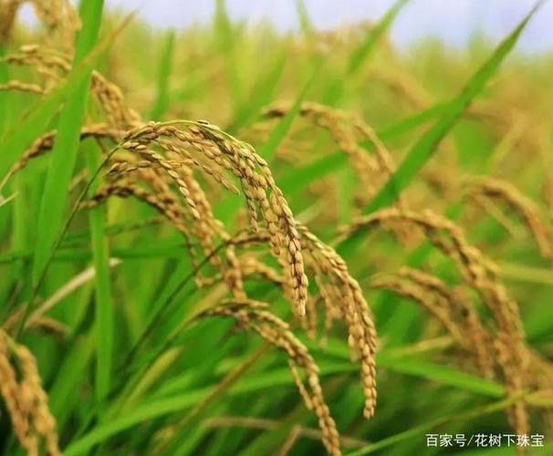2. 八月,是收获的季节,也是播种的时节,愿你的努力如同田野里的稻谷,历经风雨,终将迎来金黄的丰收。