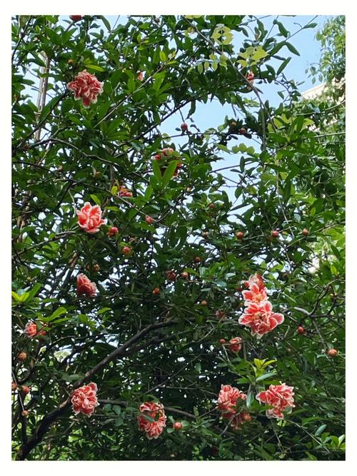 3. 夏日悠长,八月未央,愿你在这个充满活力的季节里,勇敢追梦,不负韶华。