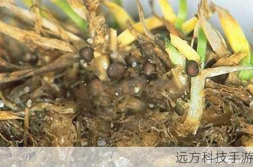 组合建议:在战斗初期或面对大量小怪时,优先使用雷电风暴铺场,随后利用闪电链快速清理剩余目标,对于Boss,可以先用雷电风暴分散其注意力,再利用闪电链进行致命打击。
