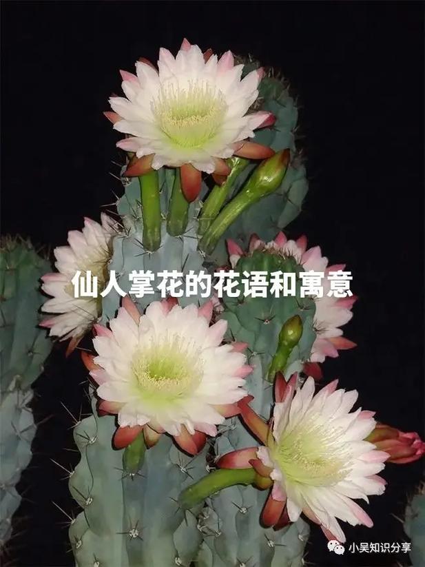 答:贺丽霞在剧中开始有些任性,后来逐渐变得独立、坚强,她的成长历程丰富而曲折,展现了那个时代女性的特点和挣扎。