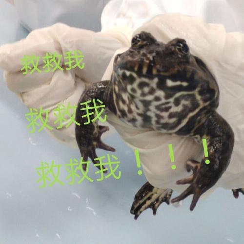 深入探究黑虎鲸的内部构造,你会发现每一处都透露着九州风神的匠心独运,它采用了多热管直触技术,热管数量之多,直接接触CPU核心的面积之大,都是同类产品中的佼佼者,这种设计能够最大限度地提高热传导效率,确保CPU产生的热量能够迅速被带走。