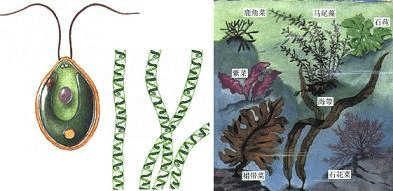 :一旦PC版发布,对新地图、新植物有初步了解,可以更快适应新环境,减少学习成本。