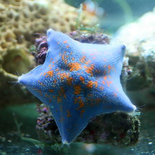 问题三:有哪些蓝色生物是玩家可以捕捉或收集的?