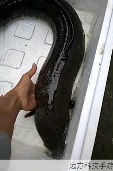 2、耐心守候:钓鱼是一项需要耐心的活动,尤其是在等待鳗鱼上钩时,保持冷静与专注,仔细观察水面的动静,一旦发现有鱼儿靠近,立即做好准备。
