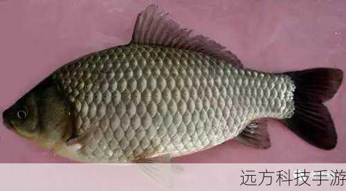 天气因素:虽然鳗鱼的垂钓对天气没有严格要求,但某些特定的天气条件(如下雨天)可能会让鱼儿更加活跃,增加捕获的机会。