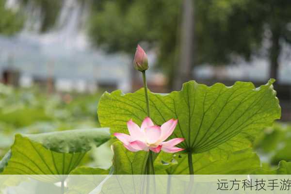 值得一提的是,佳能A1100IS还配备了IS光学防抖技术,这一技术通过镜头内的陀螺仪感应手部抖动,并自动调整镜头内的光学元件来补偿抖动,从而有效避免因手部不稳而导致的图像模糊,无论是拍摄静态照片还是动态视频,都能获得更加清晰稳定的画面。