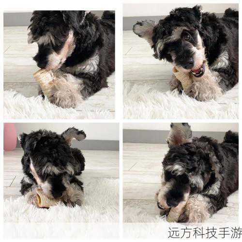 Q1:如何判断一只宠物是否适合自己?