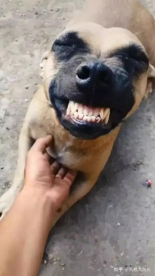 “Crazy_Doge_:强调了角色的疯狂性格以及对小狗的喜爱。