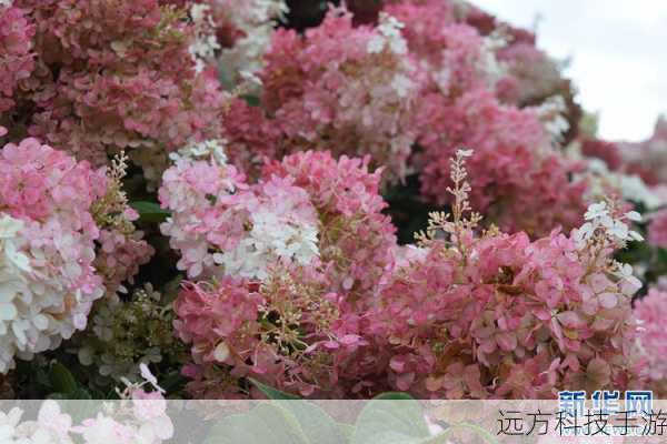 问题三:新华海炫E725D的性价比如何?