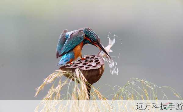 长焦之魅:远距离捕捉精彩瞬间