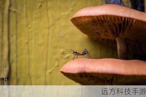 Q: 佳能S5IS的微距拍摄能力具体有多强?能否给出一些实际的拍摄距离和效果示例?