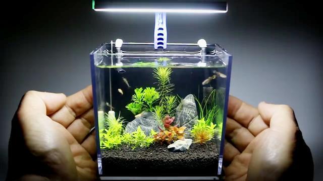 答:可以高度仿真地养鱼,包括喂食、换水等操作,还能装饰水族箱,有任务和挑战,具有一定社交性。