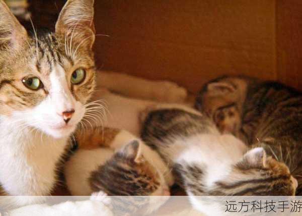 1、《如果猫的愿望能实现的话》的主要玩法是什么?