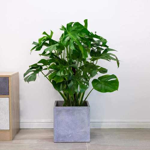 3.种植绿植,自然净化