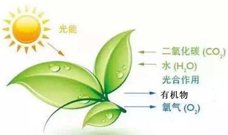 绿植不仅具有美化环境的作用,还能通过光合作用吸收空气中的二氧化碳,释放氧气,同时部分绿植还能吸收甲醛等有害气体,起到净化空气的效果,常见的室内净化绿植包括吊兰、芦荟、虎尾兰等,虽然绿植的净化效果相对有限,但作为一种绿色、环保的净化方式,它们无疑为室内环境增添了一抹生机。